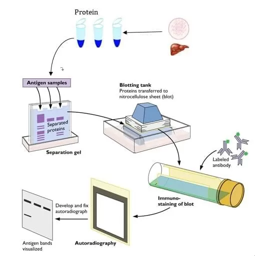 Workflow of WB